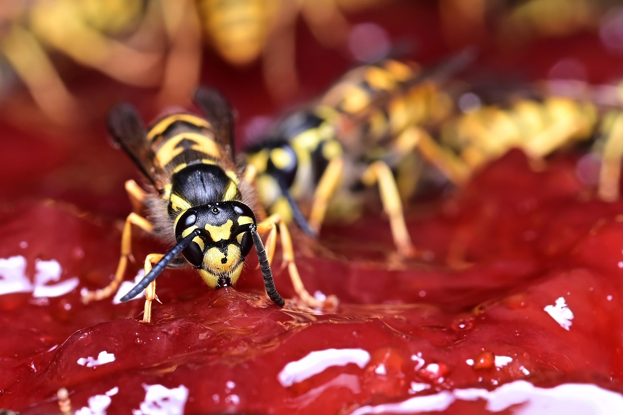 Marmelade und Konfitüre: Eigene Kreationen