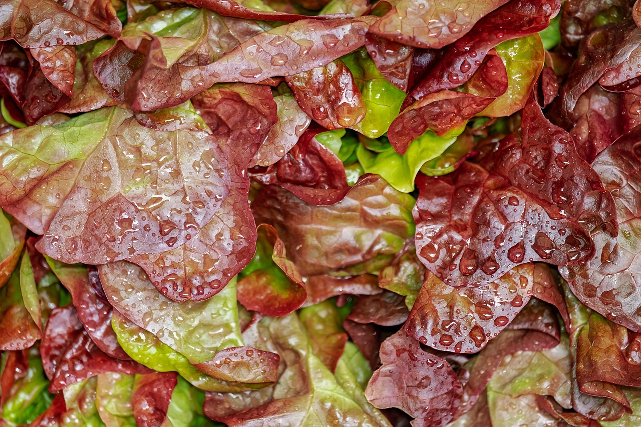 Salate: Mehr als nur Beilagen